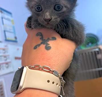 Photo of Hiccup