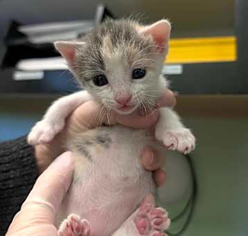 Photo of Jinafire