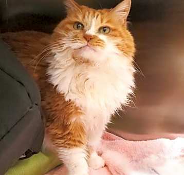 Photo of Ginger Kitty