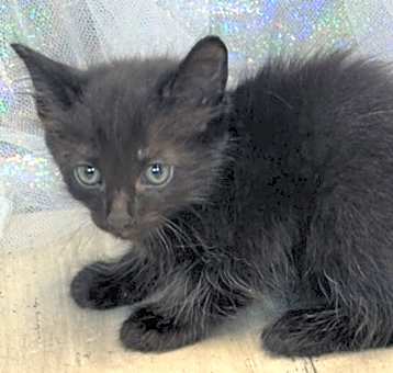 Photo of Tigerlily