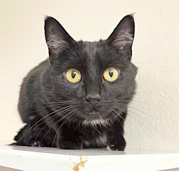 Photo of Piper