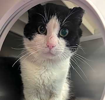Photo of Oreo
