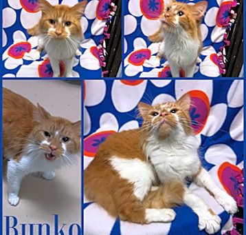 Photo of Bunko