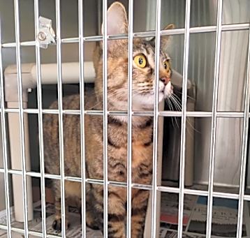 Photo of Jitterbug