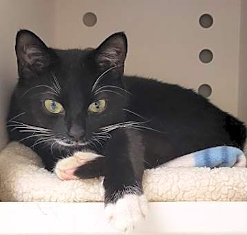 Photo of Jitterbug