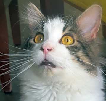 Photo of Ezra