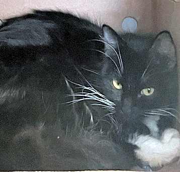 Photo of Snickers