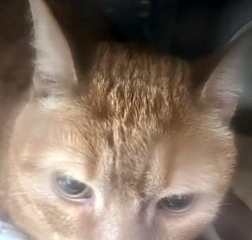 Photo of Remy