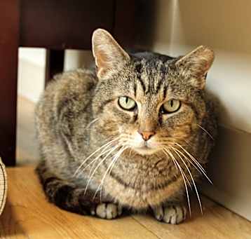 Photo of Jingle Bell