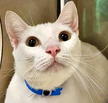 Photo of Casper