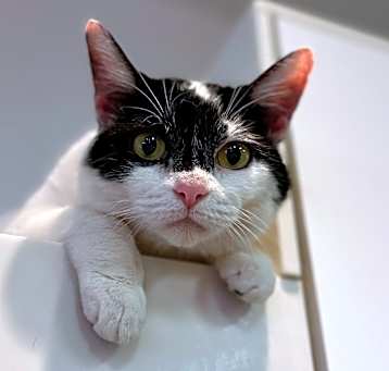 Photo of Cookie