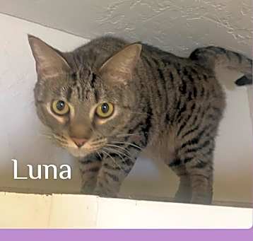 Photo of LUNA