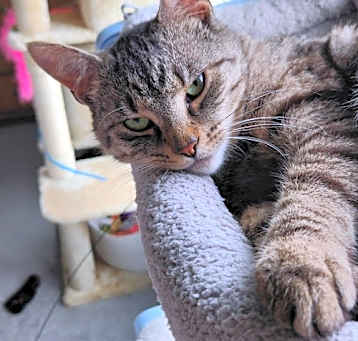 Photo of Buddy
