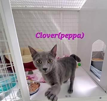 Photo of Clover Peppa