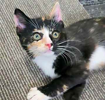 Photo of Lark