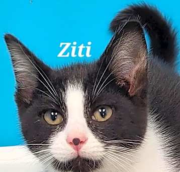 Photo of Ziti (Daisy)