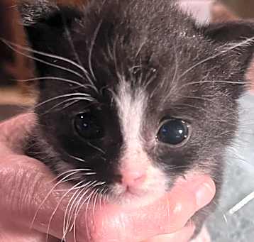 Photo of Kitten