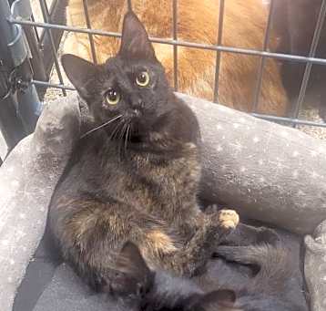 Photo of Mara