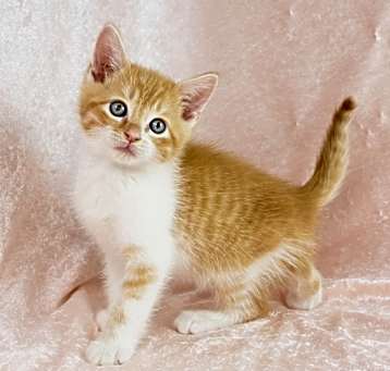 Photo of Apricot