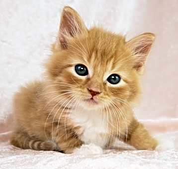 Photo of Peaches