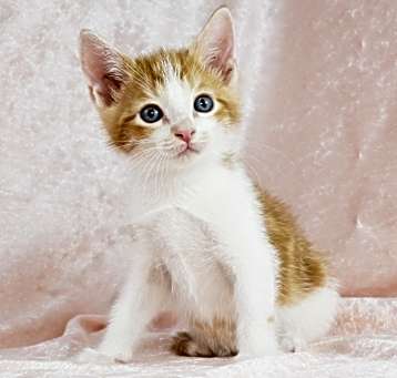 Photo of Persimmon