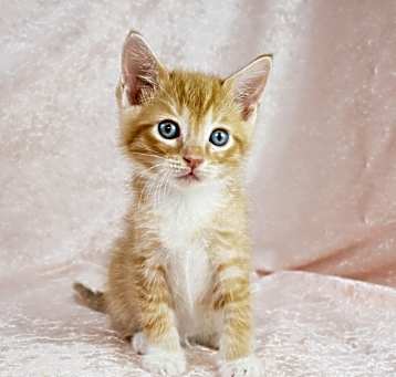 Photo of Papaya