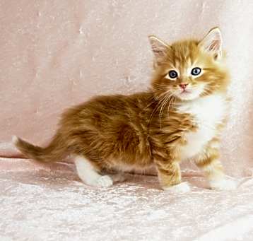Photo of Clementine