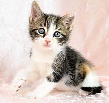 Photo of Plum