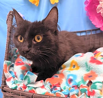 Photo of Onyx