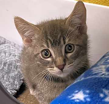 Photo of Pewter