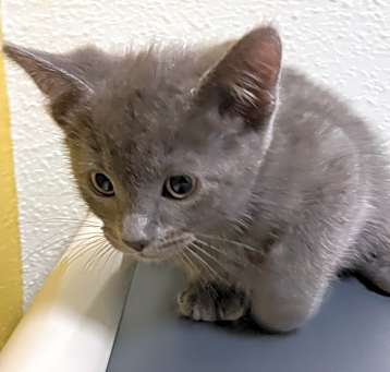 Photo of Coal