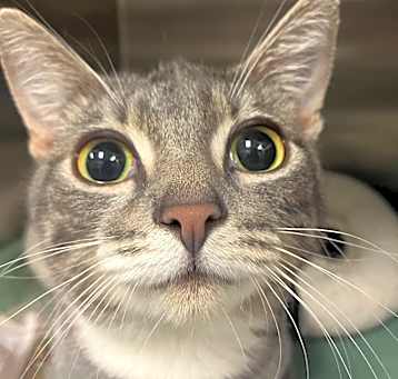 Photo of Pebbles