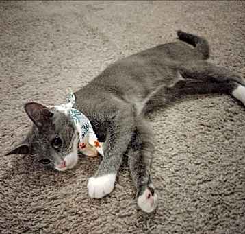Photo of Moshi