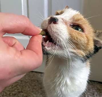 Photo of Honey