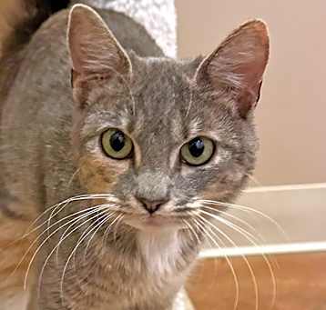Photo of Bijou