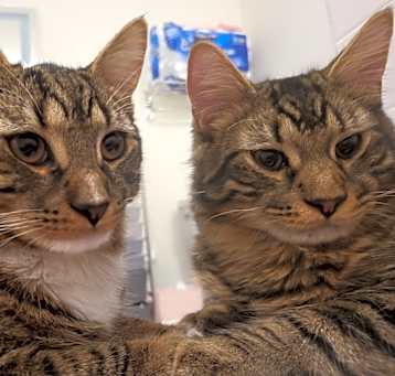 Photo of Mochii and Sushii