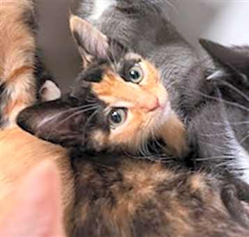 Photo of A928278