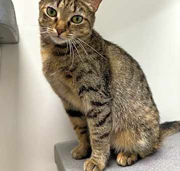 Photo of Oona (PetSmart)