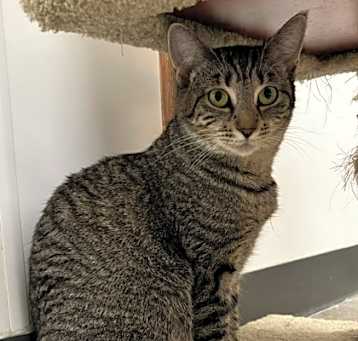 Photo of Dacey (PetSmart)