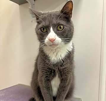 Photo of Romeo (PetSmart)