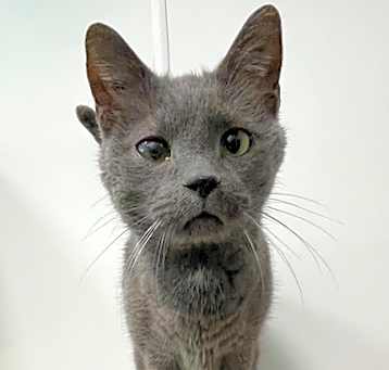 Photo of Dusk (PetSmart)