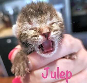 Photo of Julep