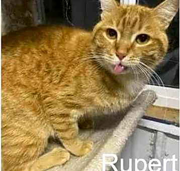 Photo of Rupert2