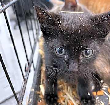 Photo of SHADOW