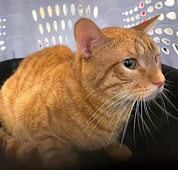 Photo of OSCAR
