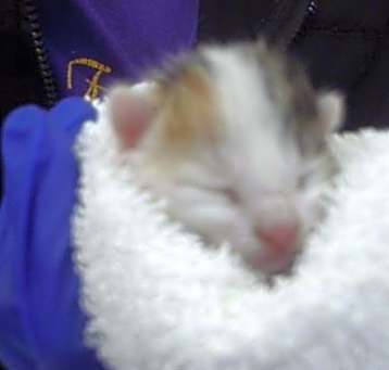 Photo of OLIVIA