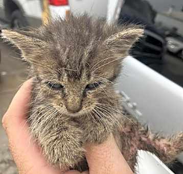 Photo of KITTEN 3