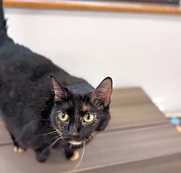 Photo of Moonbeam