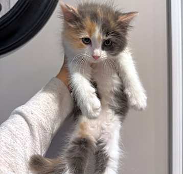 Photo of Cherry