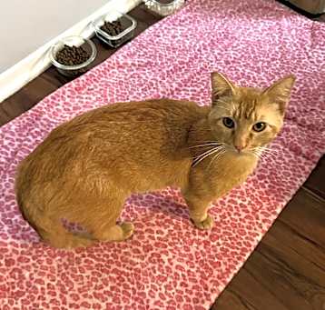 Photo of Rusty